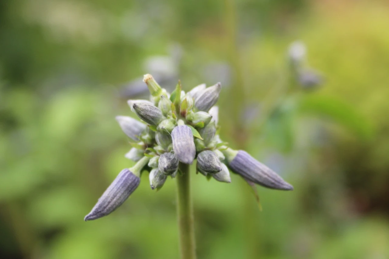 Clematis 'Côte d'Azur' : C2
