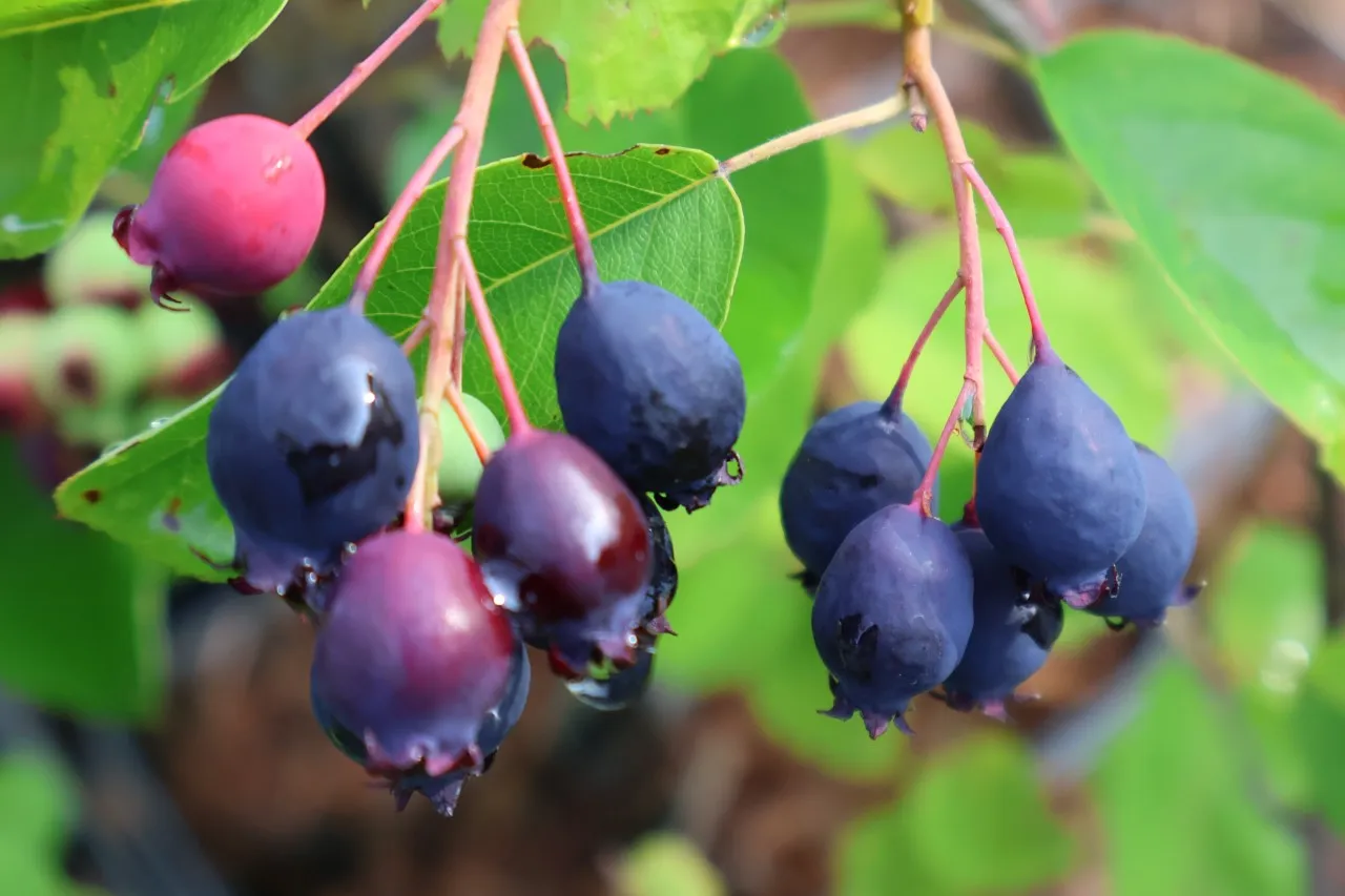 Amelanchier 'Prince William' Amelanchier 'Prince William'