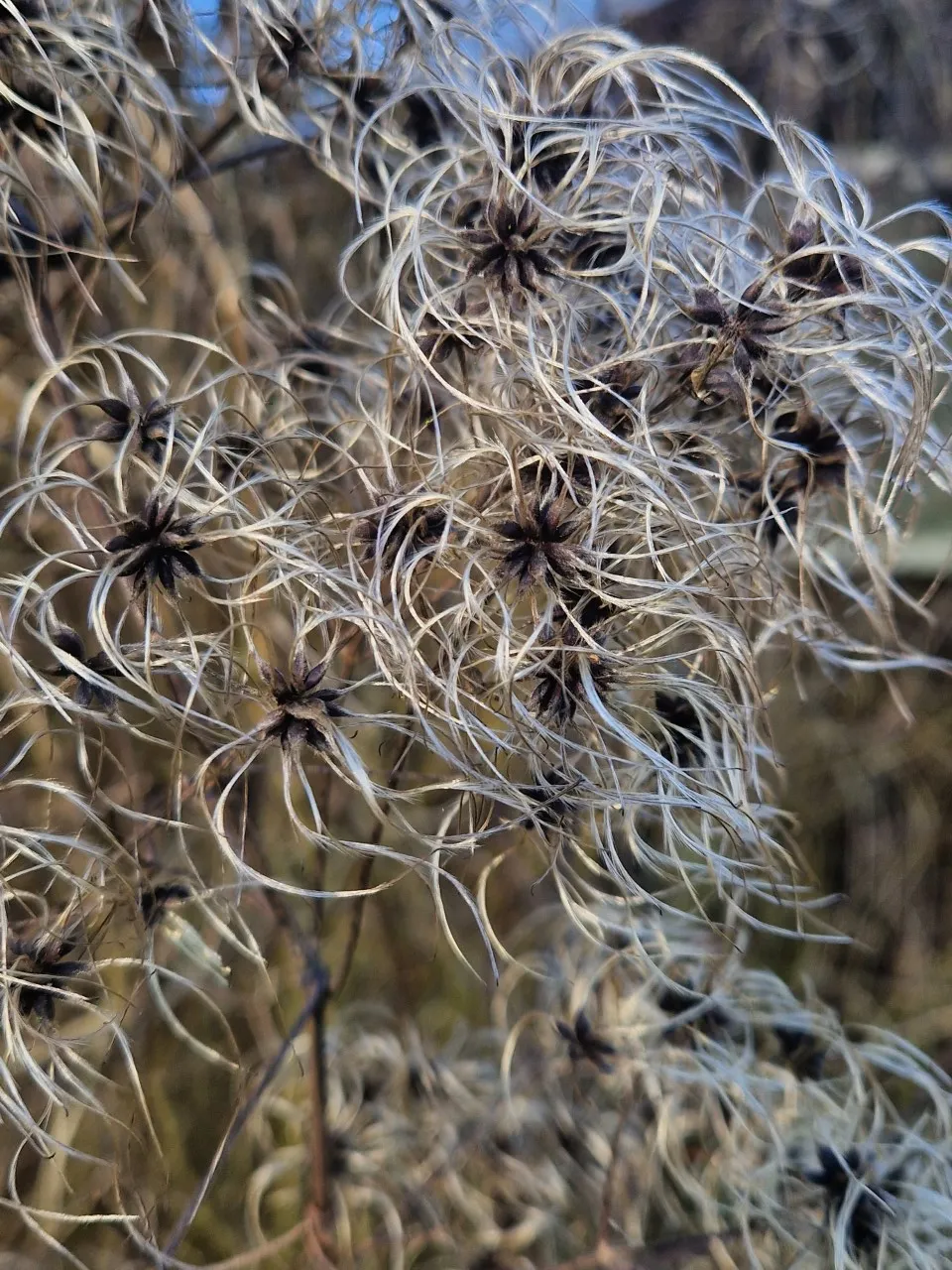 Clematis vitalba