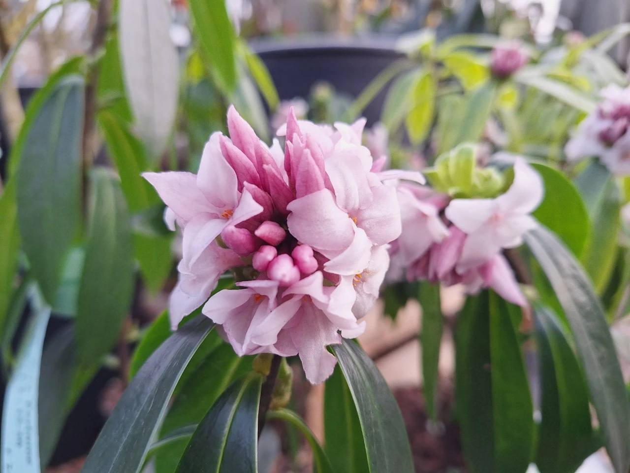 wintertuin daphne bloei