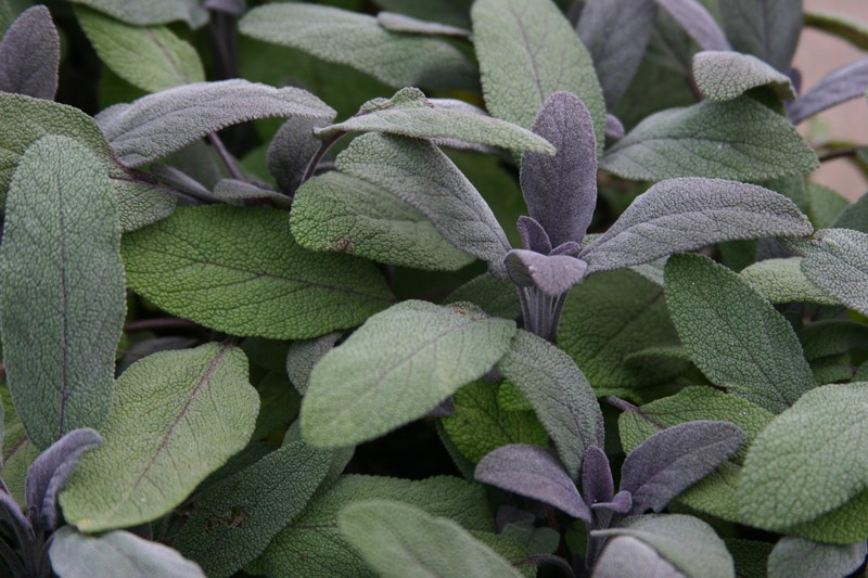 salvia-officinalis-purpurascens