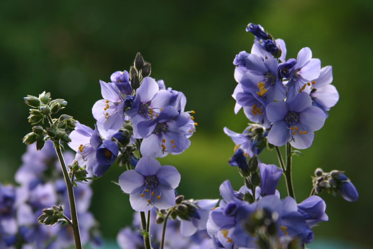 polemonium-yezoense-bressingham-purple