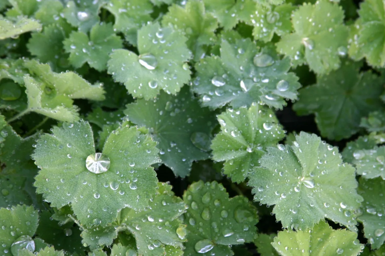 Alchemilla mollis