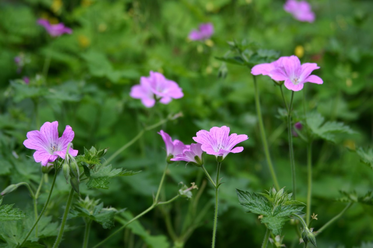 Geranium endressii 'Wargrave Pink' : P9