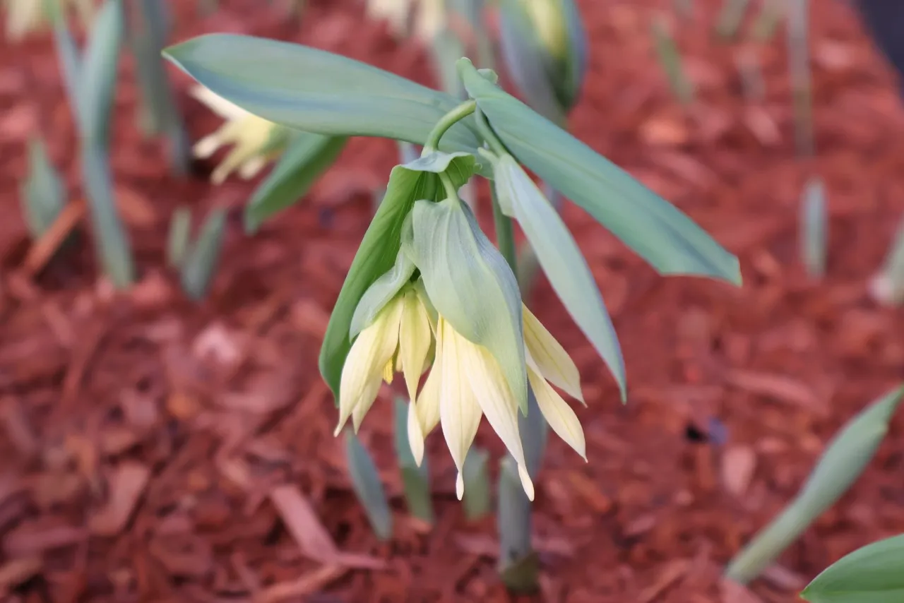 Uvularia grandiflora 'Pallida' : P9