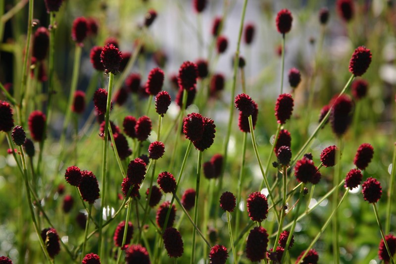 sanguisorba-officinalis-tanna