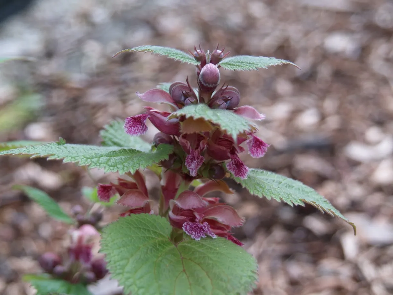 Lamium orvala : P9