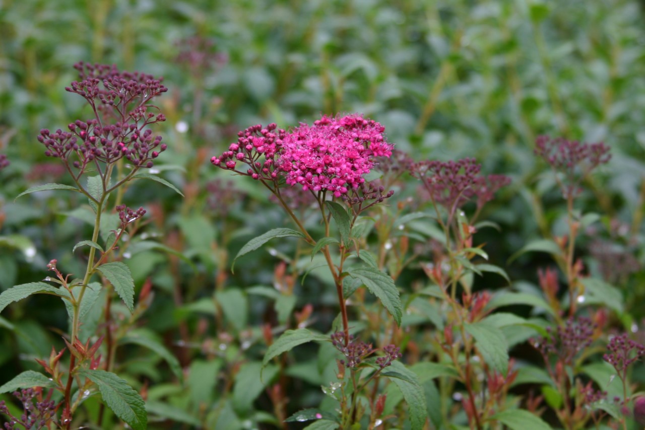 spiraea-japonica-darts-red