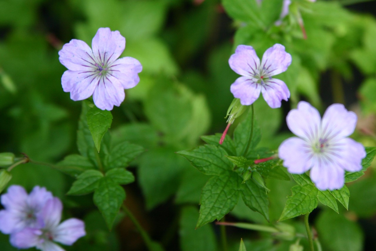geranium-nodosum