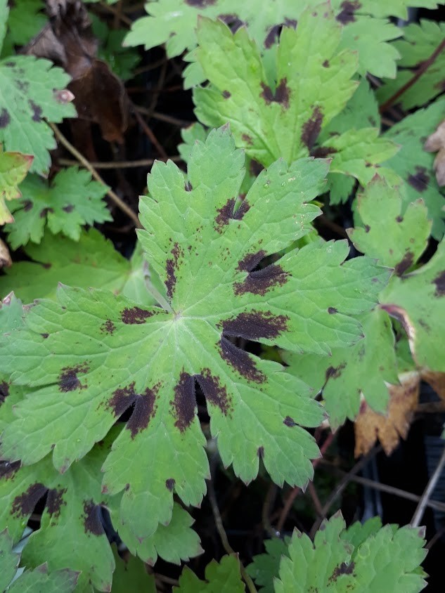 geranium-phaeum-samobor