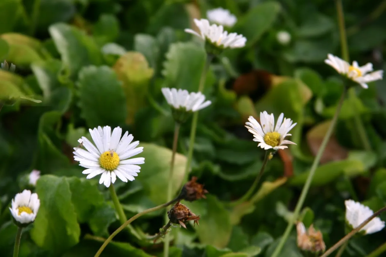 Bellis perennis Bellis perennis