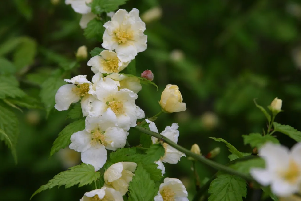 Kerria japonica 'Buttercup' : C2 : 15-30