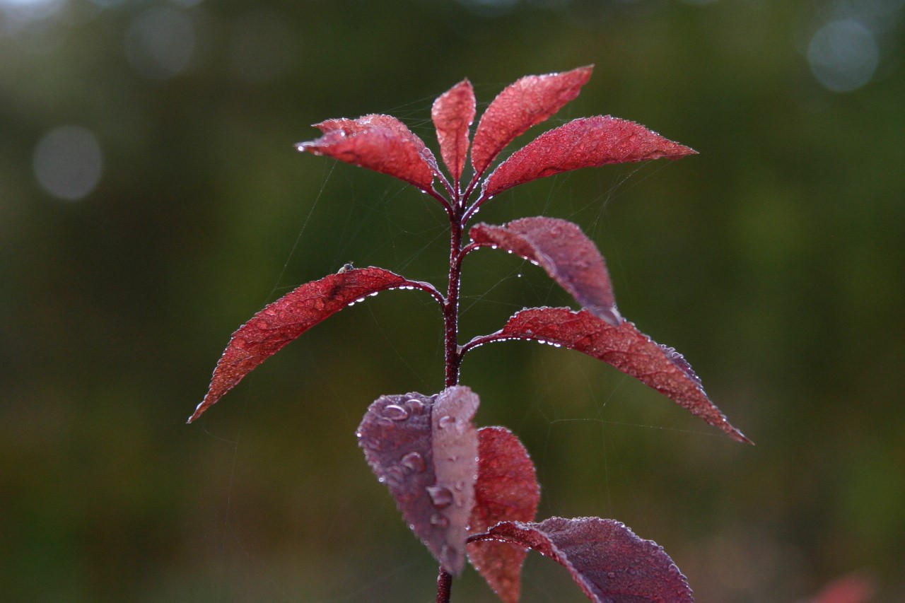prunus-spinosa-rosea