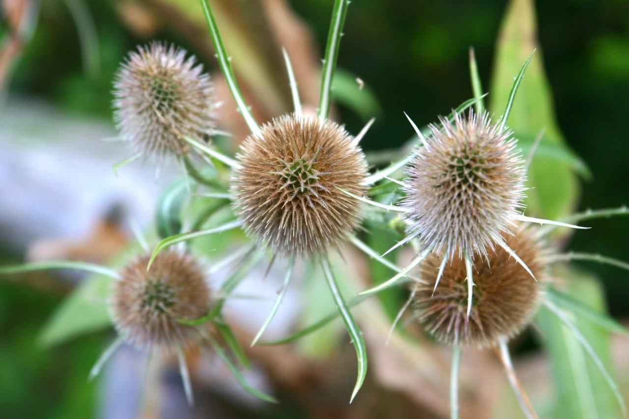 dipsacus-fullonum