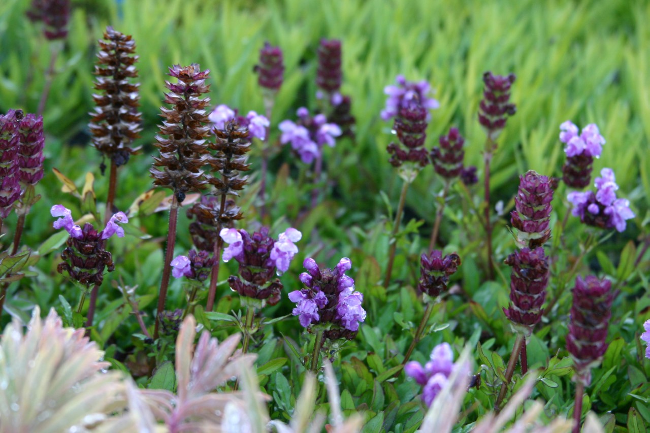 Prunella grandiflora 'Gruss aus Isernhagen' : P9