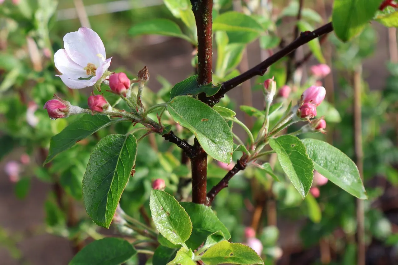 Malus domestica 'Glorie van Holland' : W : 30-60 : onderstam Malus domestica 'MM 111'