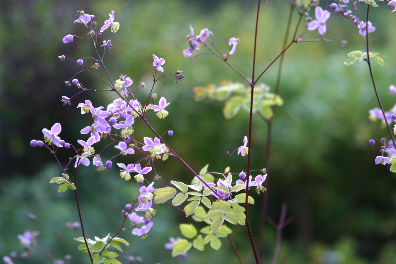 thalictrum-rochebrunnianum-grandisepalum