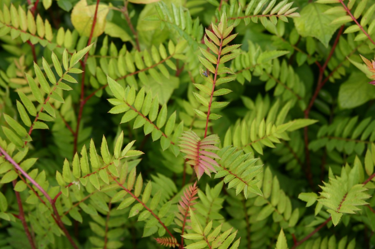 Sorbus vilmorinii : C3 : 30-60