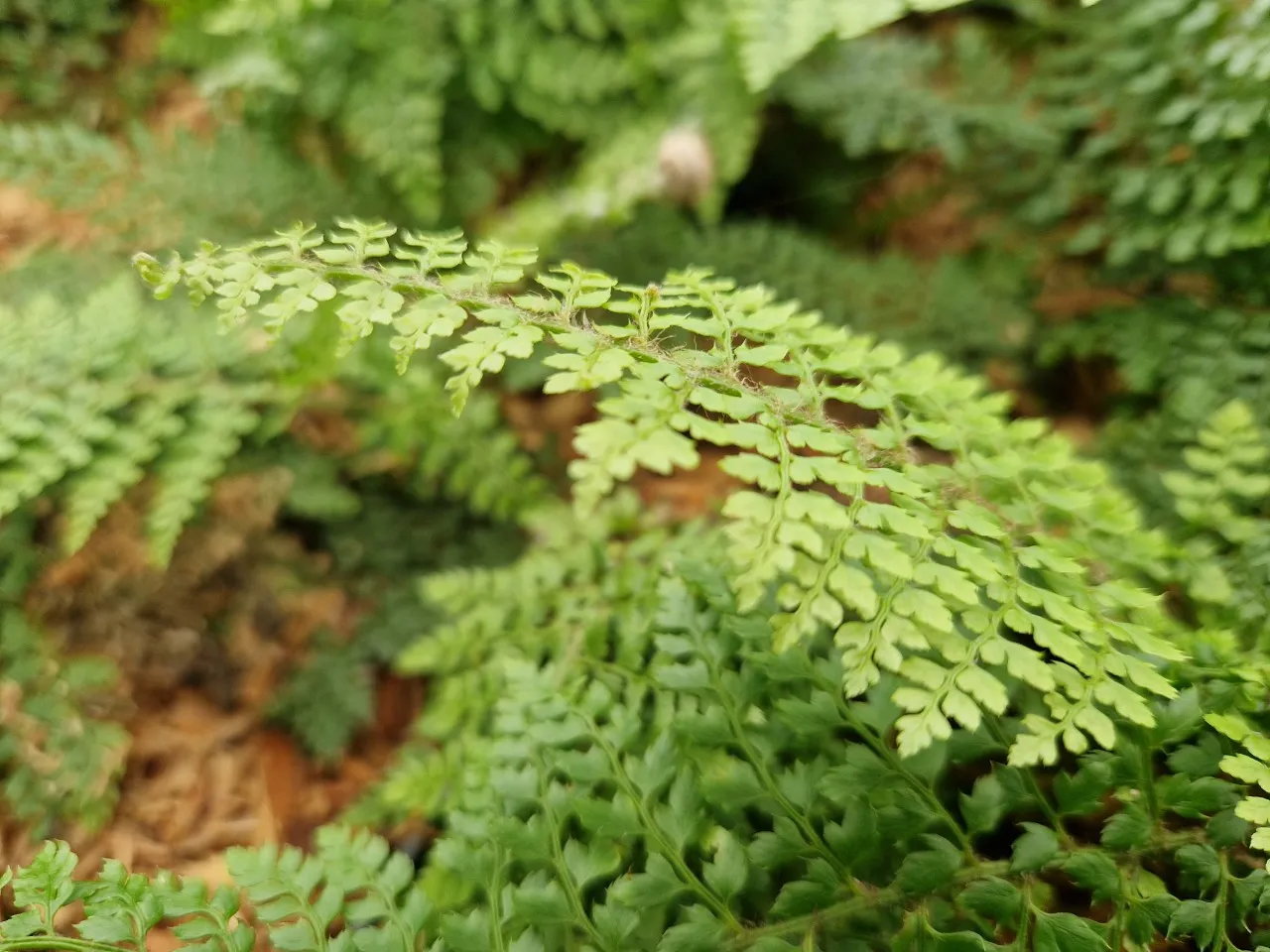 Polystichum setiferum 'Herrenhausen'