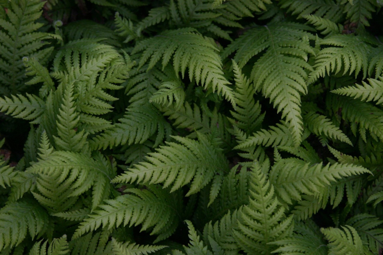 thelypteris-decurvis-pinnata