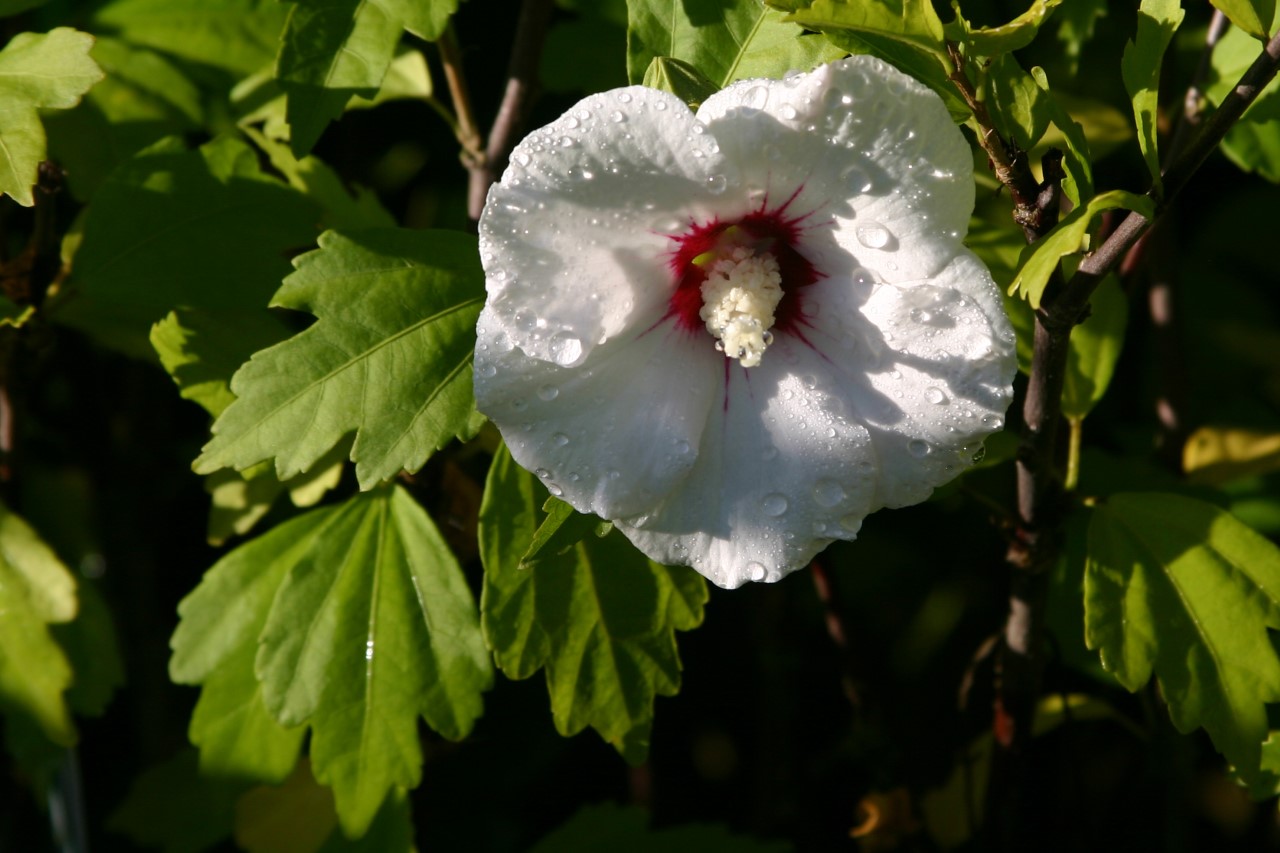 hibiscus-syriacus-red-heart