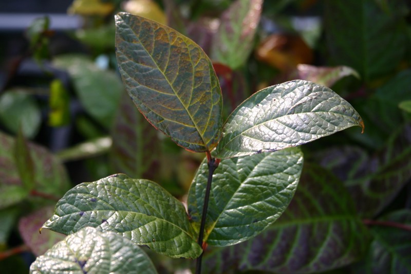 calycanthus-floridus-foxy-lady