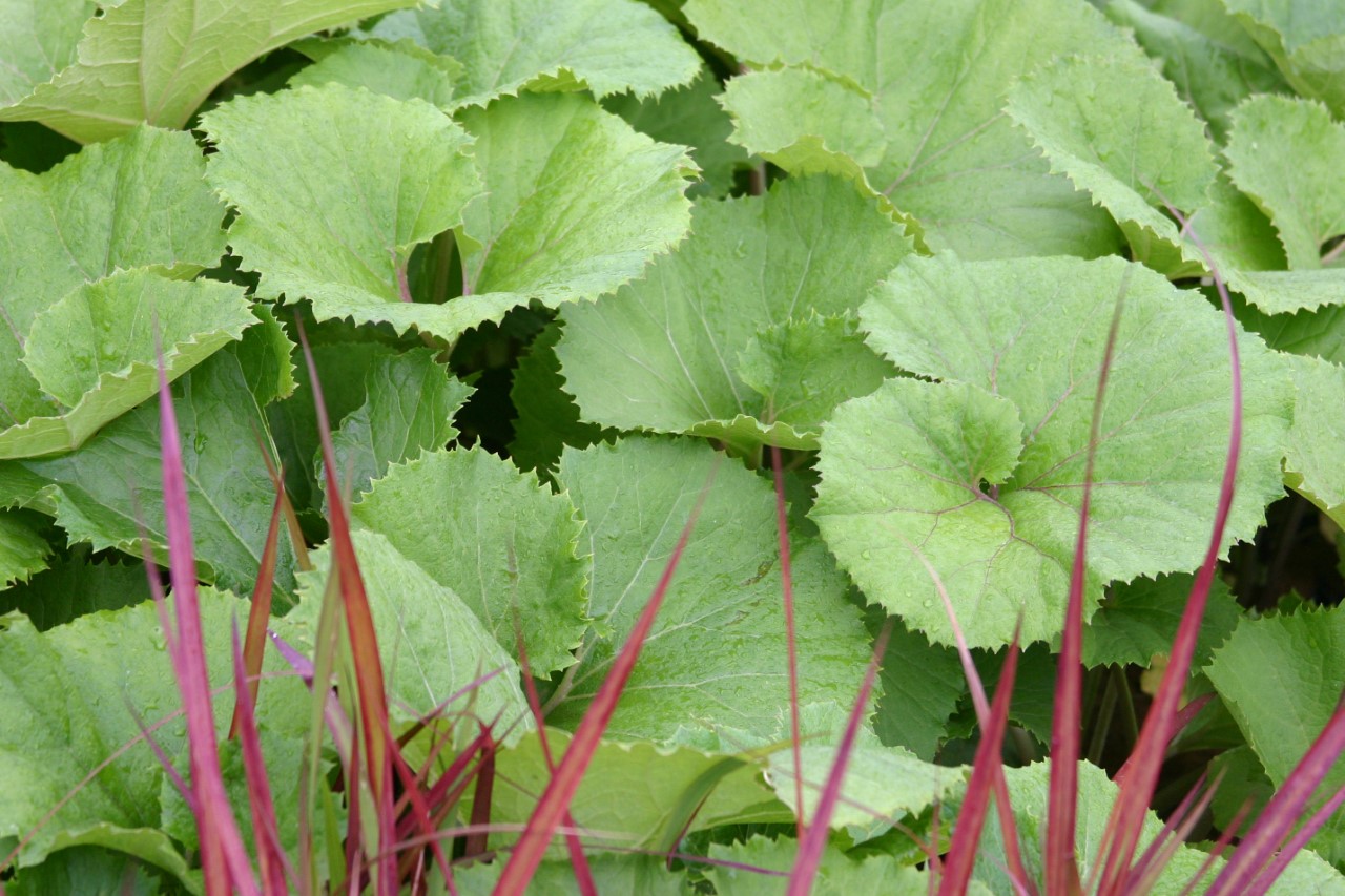 petasites-japonicus-giganteus