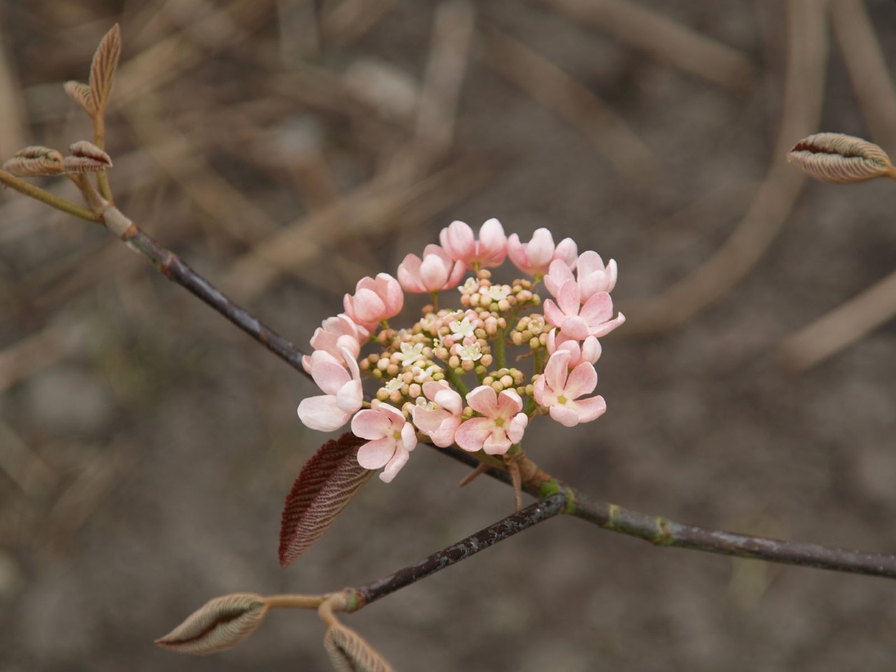 viburnum-furcatum-pink-parasol
