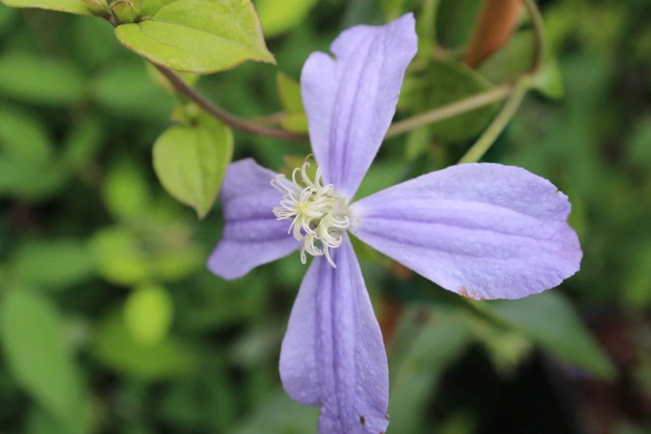 Clematis 'Arabella' Biologisch : C2RP