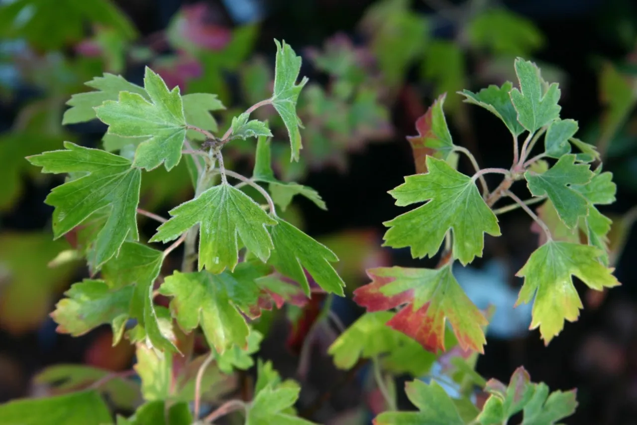 Ribes odoratum 'Brecht'
