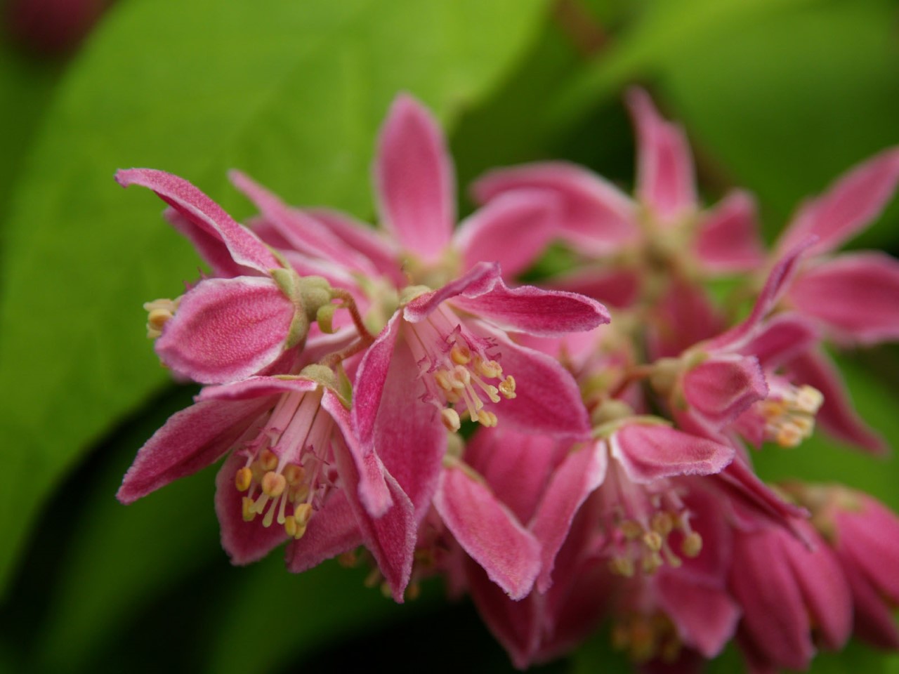 deutzia-hybrida-strawberry-fields