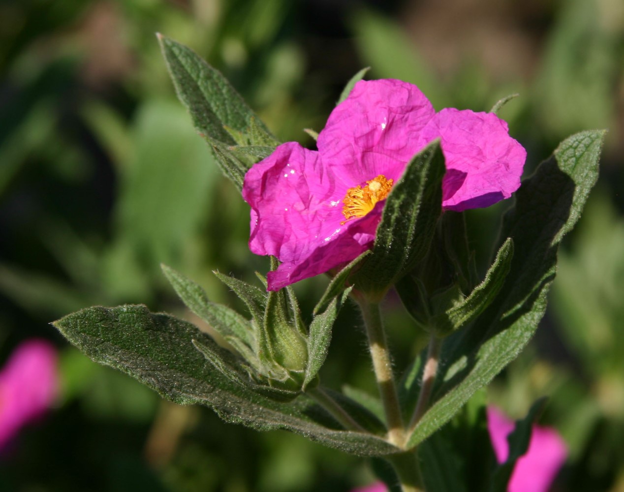 cistus-pulverulentus-sunset