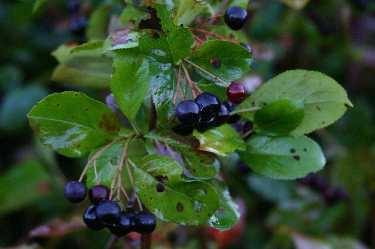 Aronia prunifolia 'Aron' aronia-prunifolia-aron