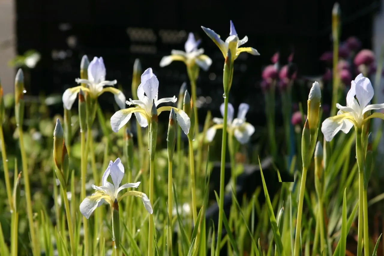 Iris sibirica 'Summer Sky'