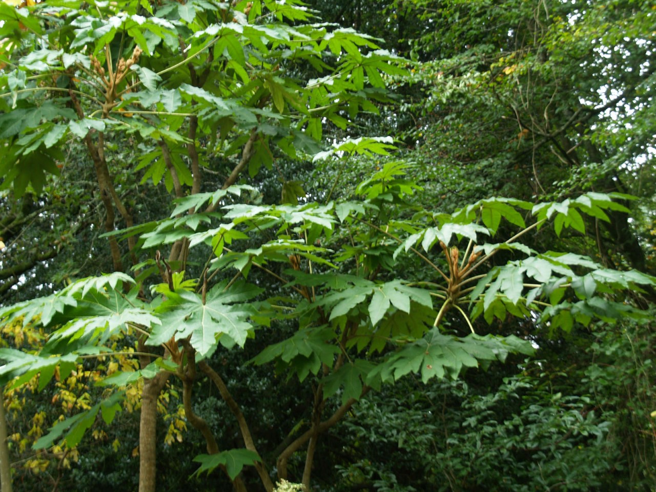 Tetrapanax papyrifer 'Rex' : P9
