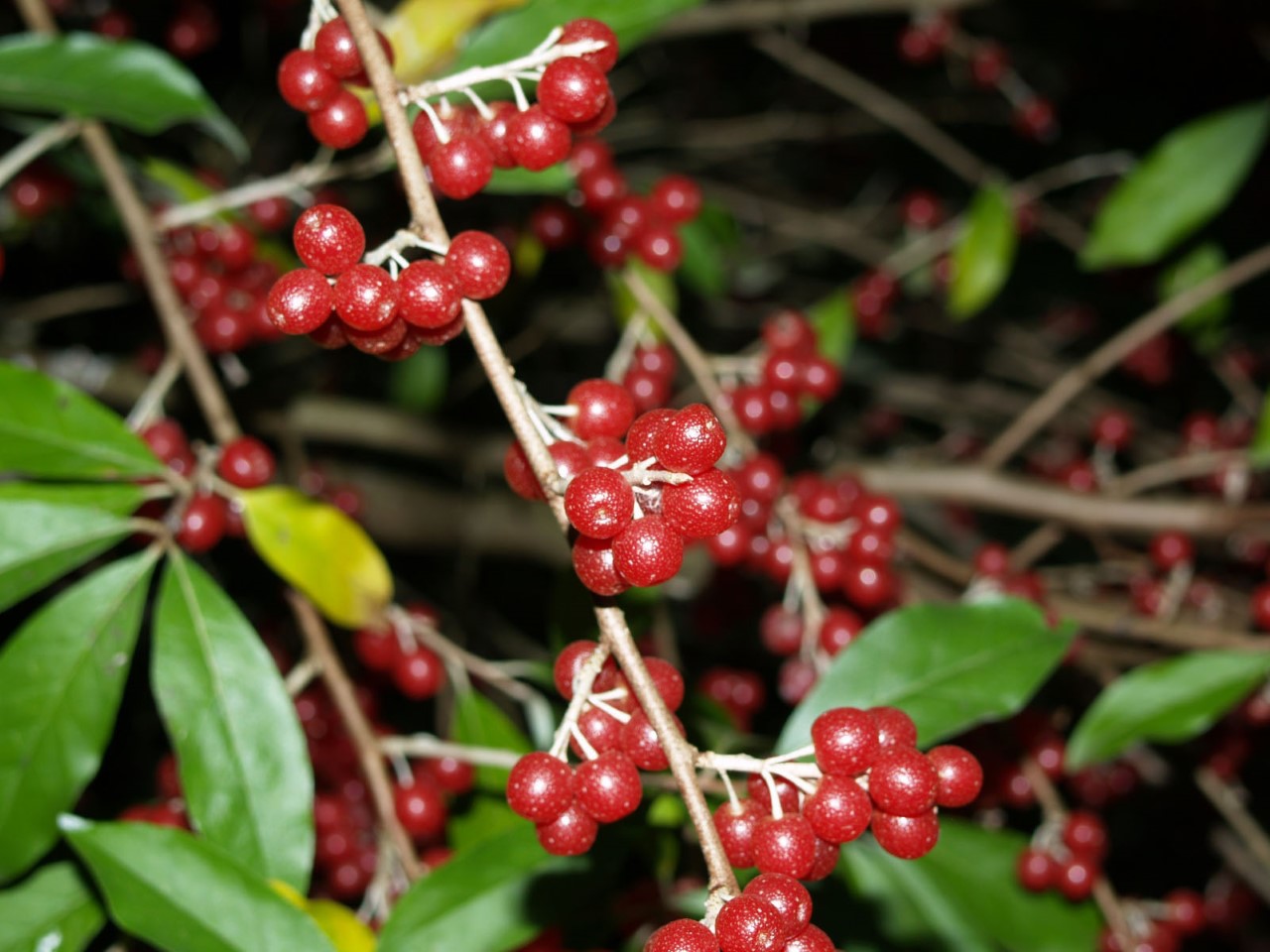 elaeagnus-umbellata-ruby