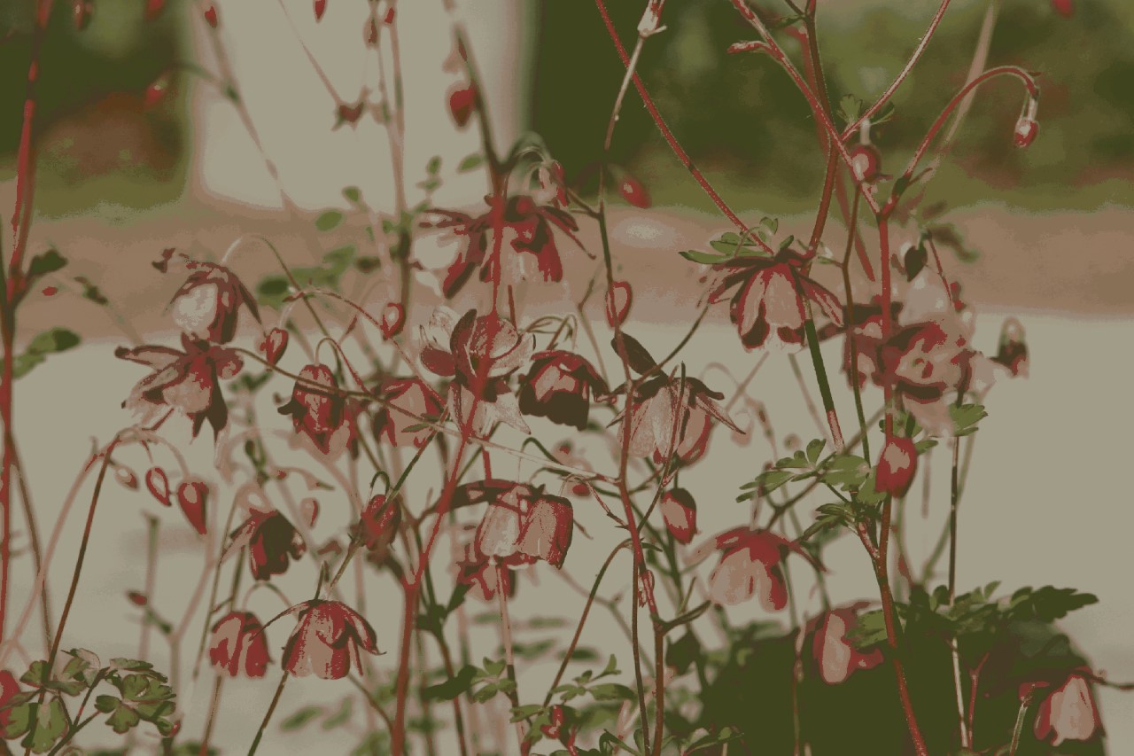 Semiaquilegia ecalcarata Biologisch : P9