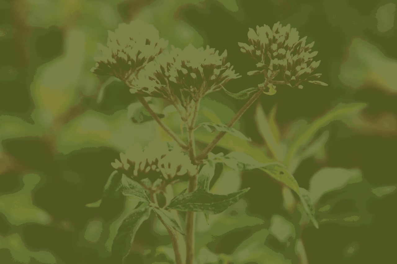 Eupatorium cannabinum Biologisch : P9