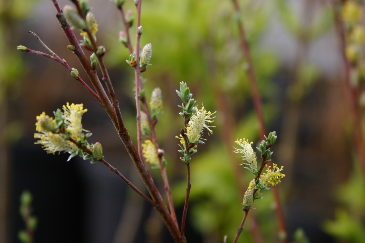 Salix repens 'Dart's Silver' : P11