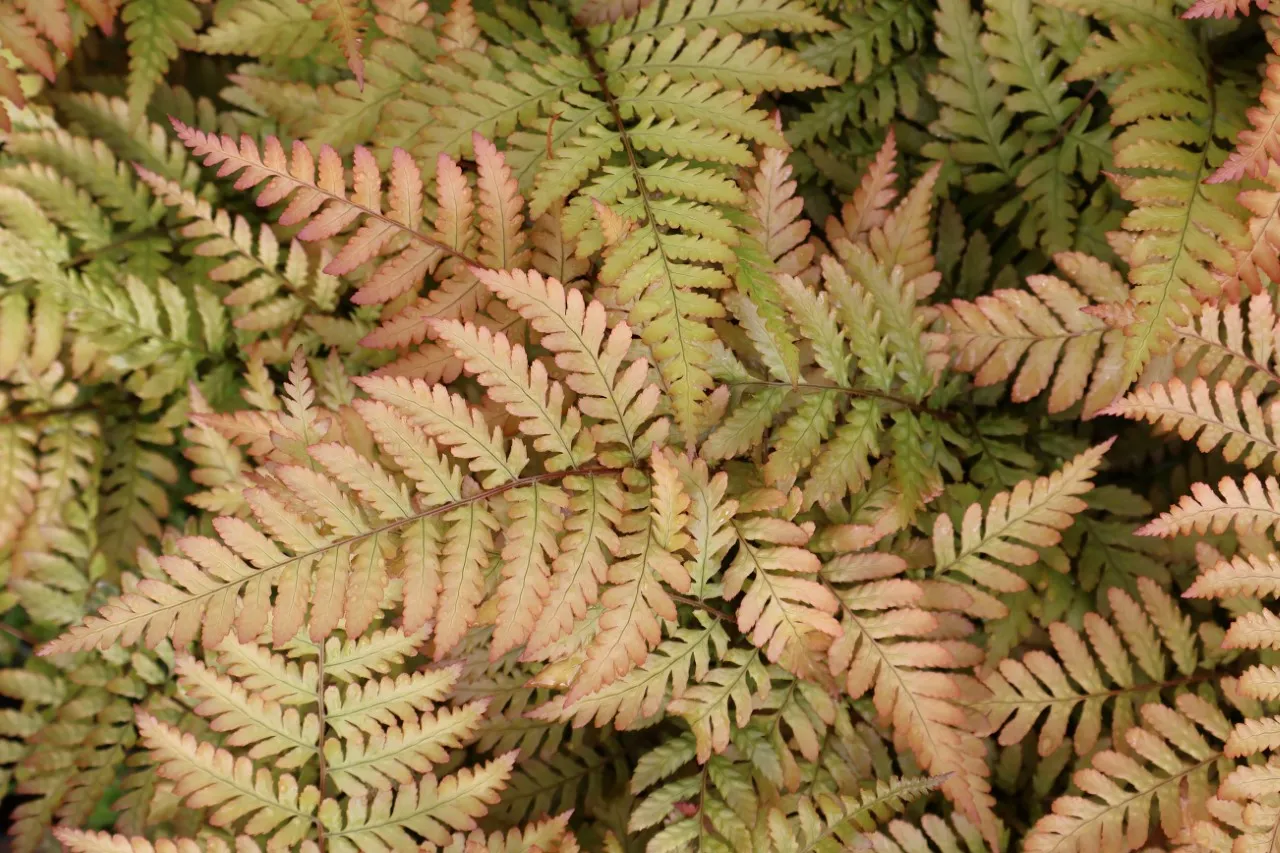 Dryopteris erythrosora 'Prolifica' : P9