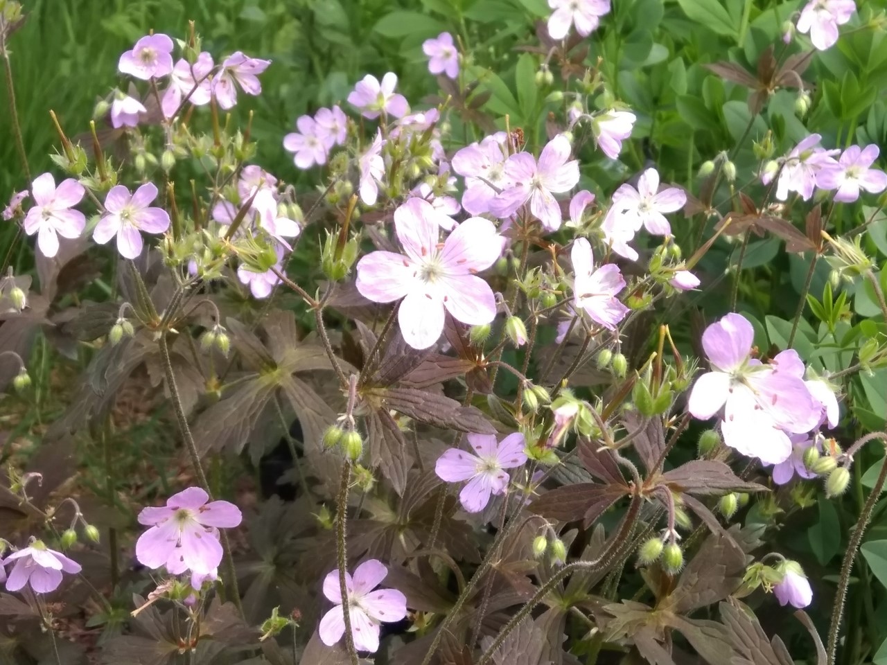 Geranium maculatum 'Espresso' : P9