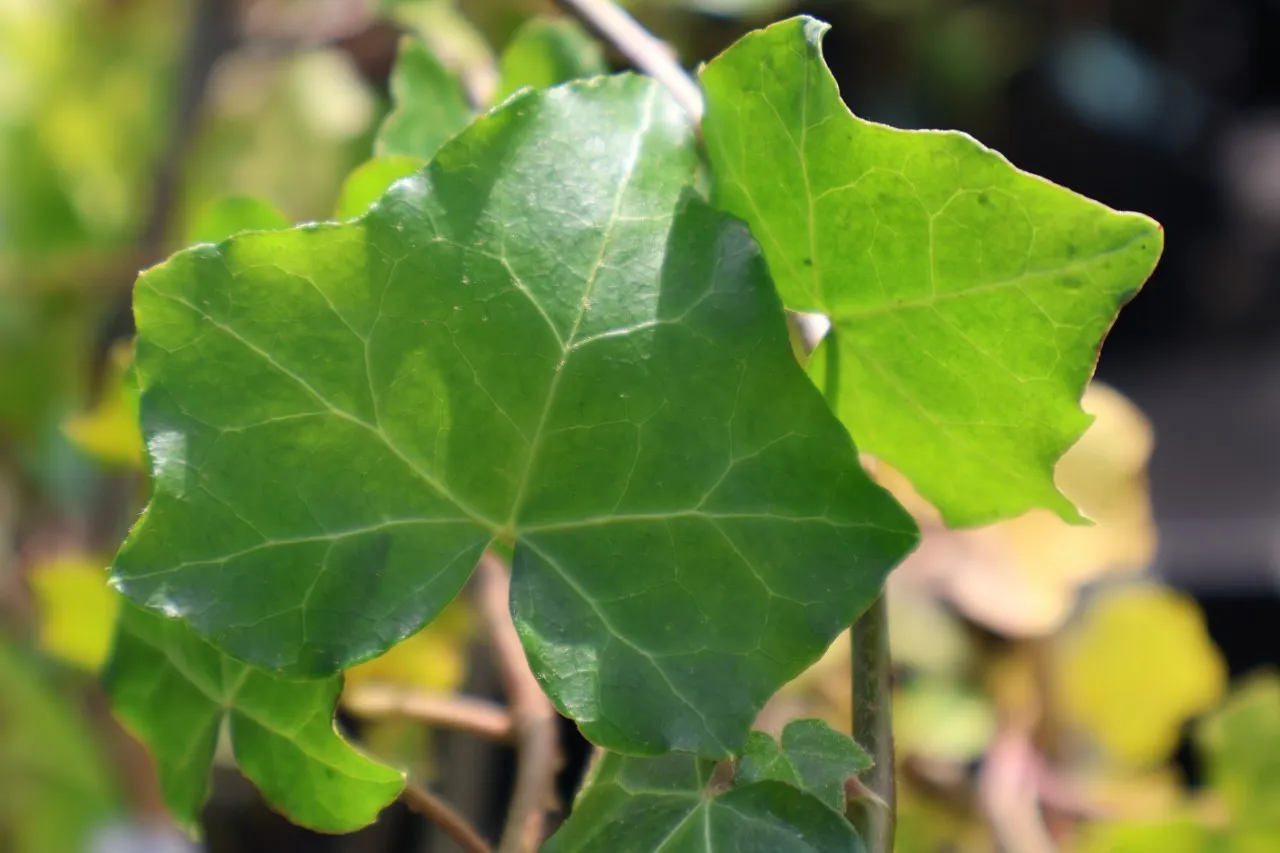 Hedera helix 'Thorndale'