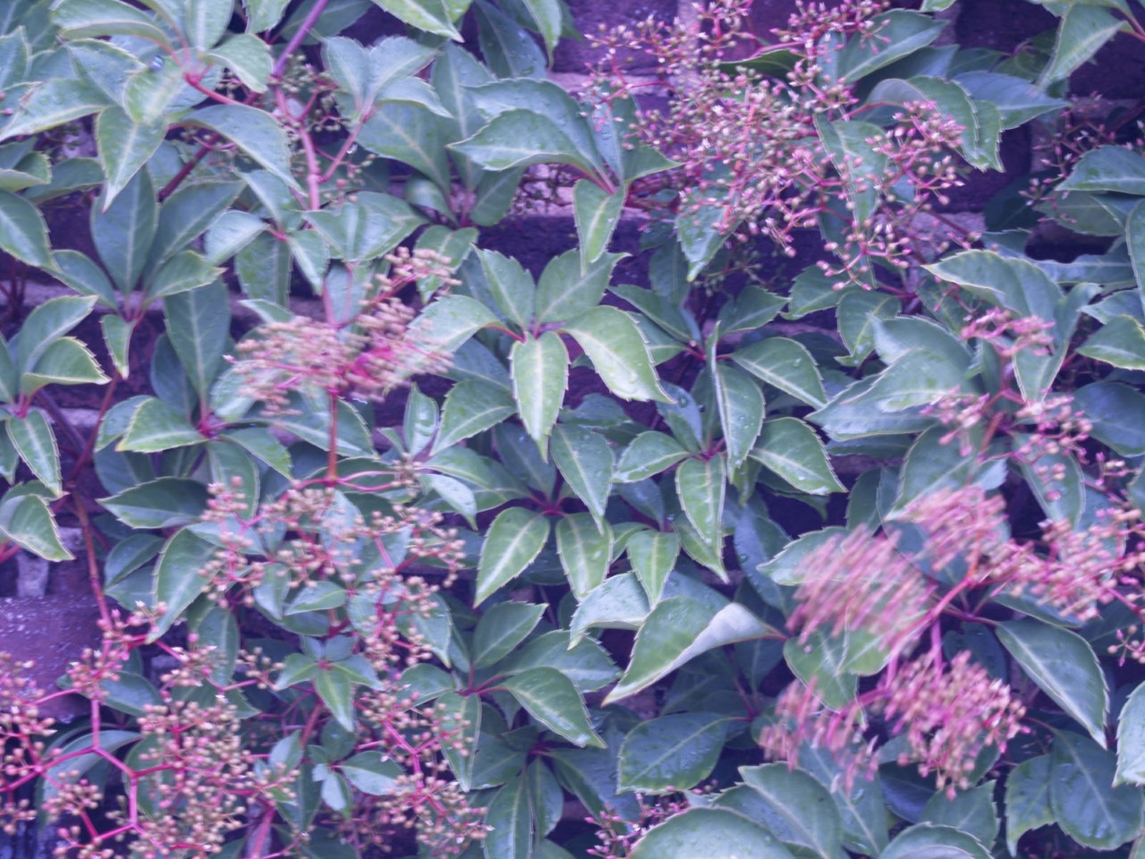 parthenocissus-henryana