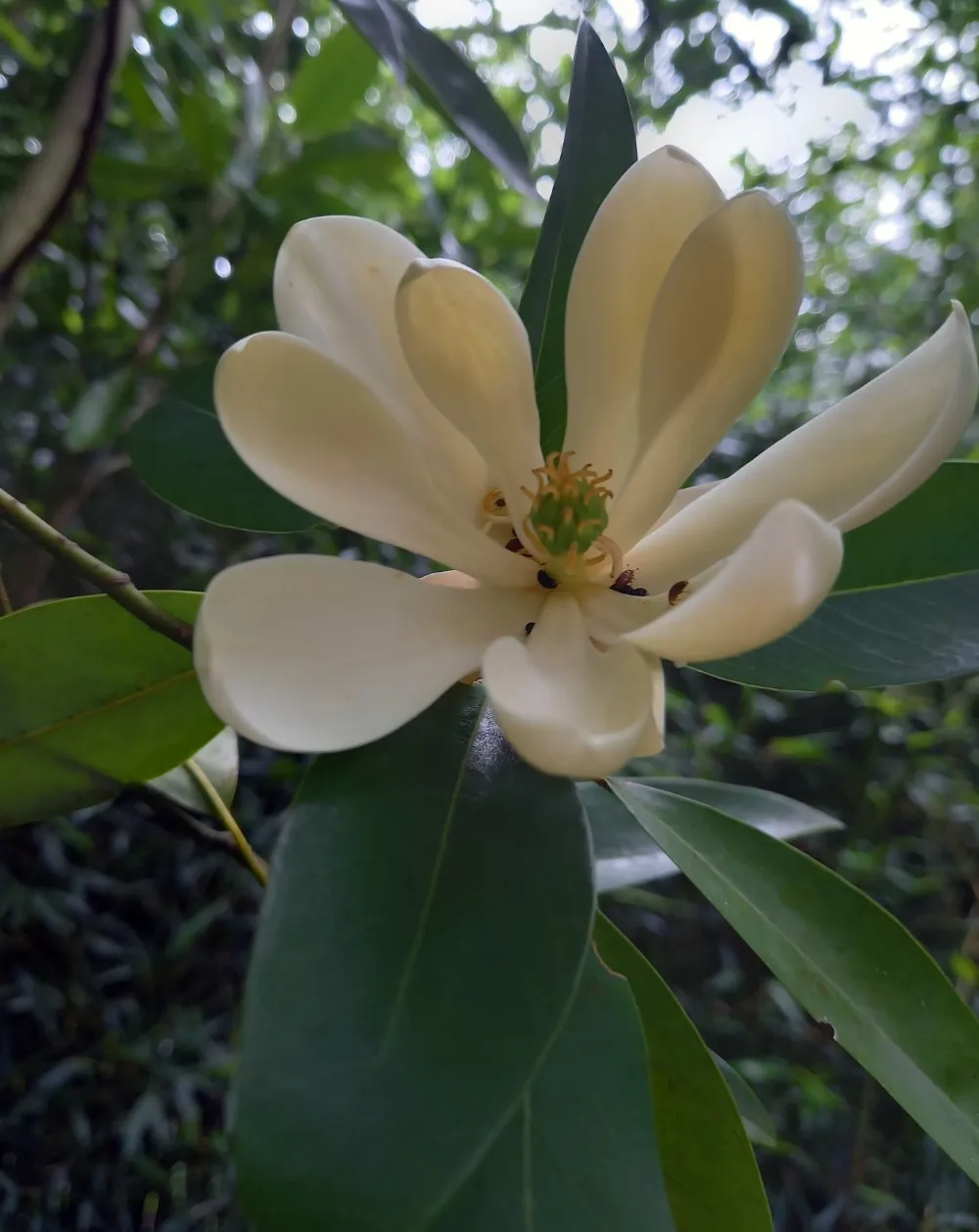 Magnolia virginiana