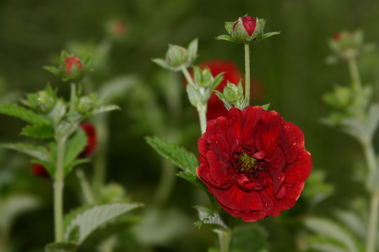 potentilla-arc-en-ciel