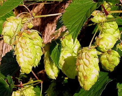 Humulus lupulus 'Fuggle'