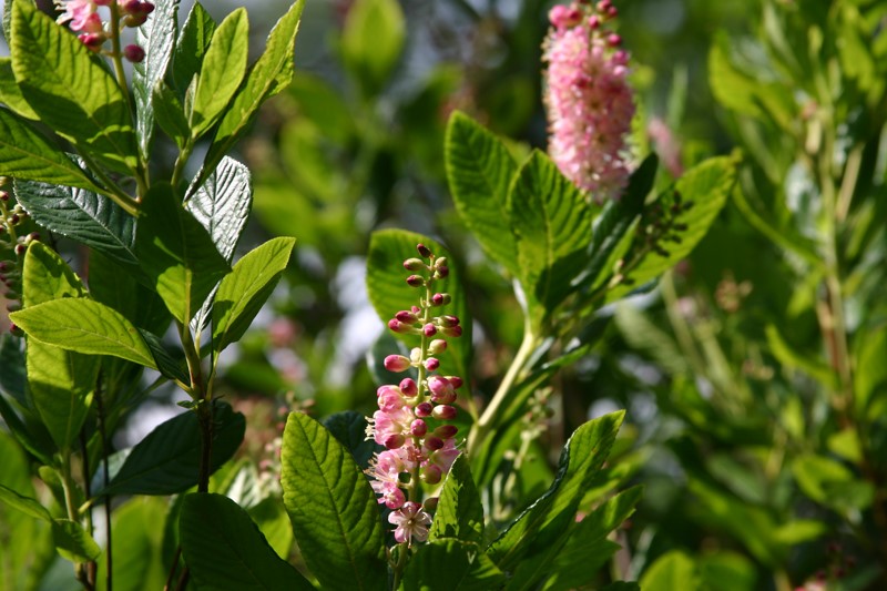 clethra-alnifolia-ruby-spice