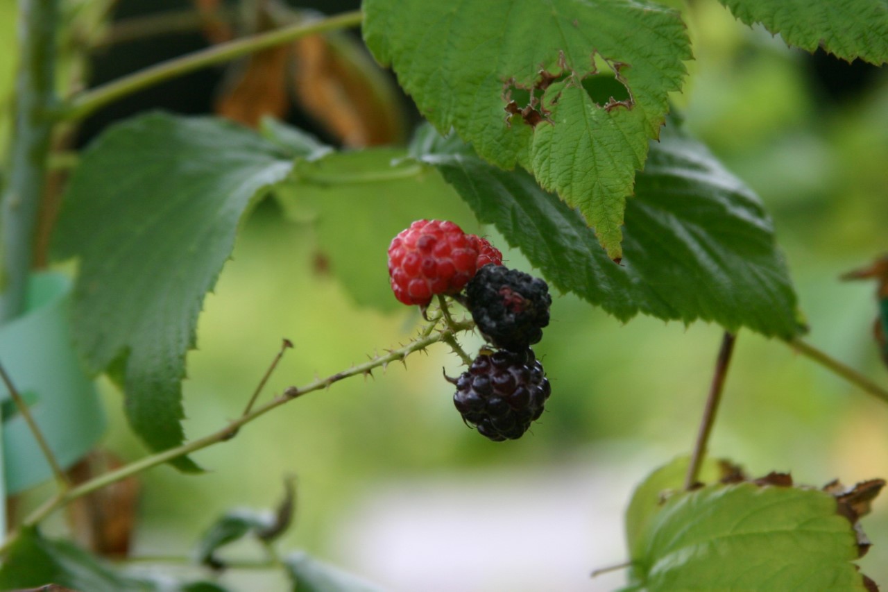 rubus-occidentalis-black-jewel