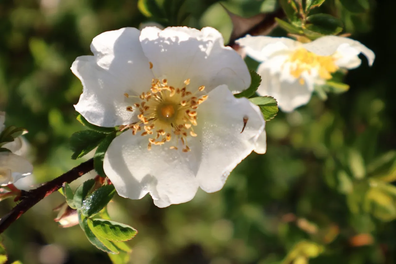 Rosa sericea pteracantha