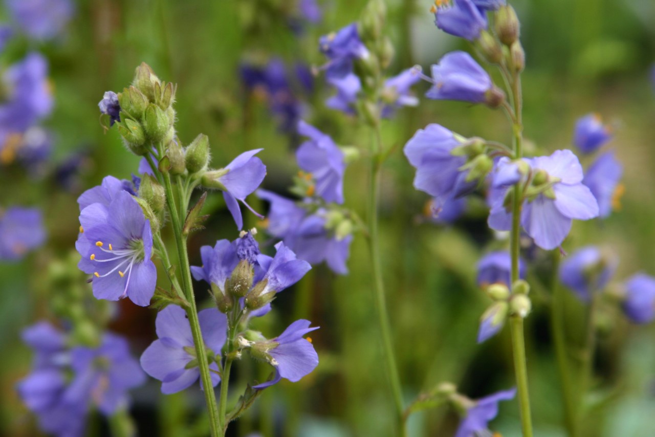 polemonium-caeruleum